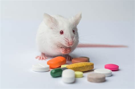 Do 9 Out Of 10 Drugs Tested On Animals Really Fail When Applied To