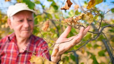 Signs Of Drought Stress In Trees