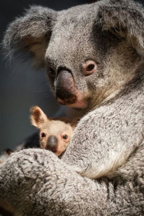 Koal Ear Cute Animals Baby Koala Animals