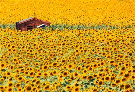 Sunflower Field And Barn In Summer Provence France Royalty Free Image