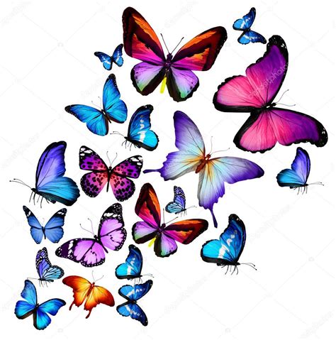 Many Different Butterflies Flying Isolated On White Background Stock