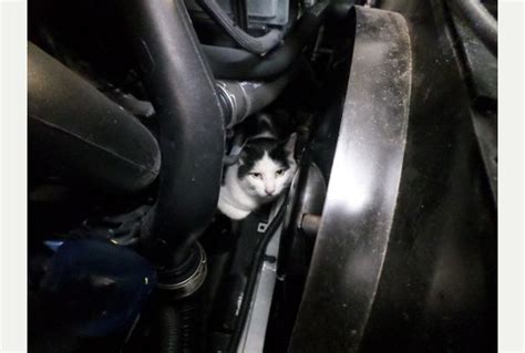 Cat Survives 150 Mile Journey After Being Trapped In Engine Life With Cats