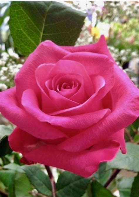 Below are four different rose colors that are commonly photographed, along an explanation of their symbolism and beautiful photos to show the feel of each color. Beautiful pink rose! (With images) | Beautiful roses ...