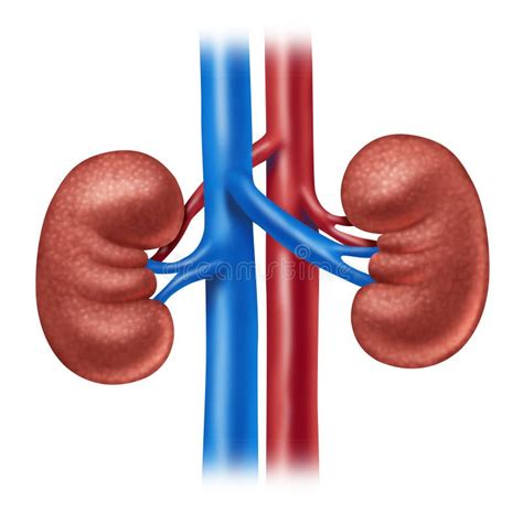 Human Kidney Diagram Stock Illustration Illustration Of Dialysis