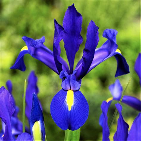 Lovely Blue And Yellow Dutch Iris Bulbs For Sale Online Telstar Easy