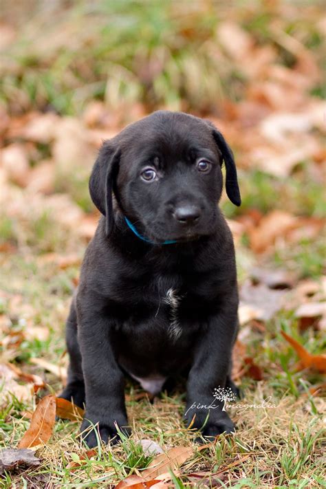 From free yorkie puppies to free german shepherd puppies, you can find the perfect addition to your home here at k9stud. Pepper is a black lab mix puppy who is now available for ...