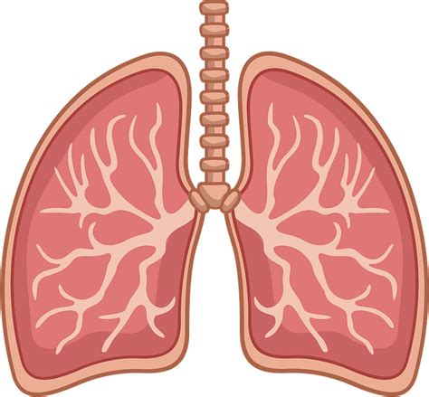 Lungs Clipart Free Download Transparent Png Creazilla