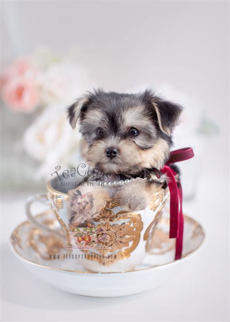 Beautiful Morkie Puppies For Sale At Teacups Teacups