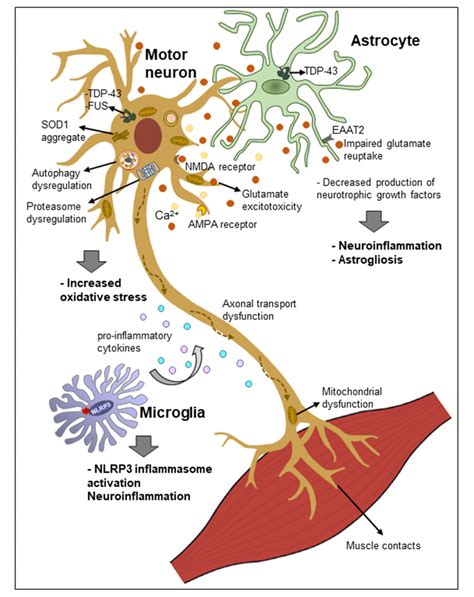 Proposed Mechanisms Of The Pathogenesis Of Amyotrophic Lateral