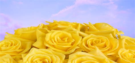 What do white roses mean? Yellow Rose Meaning | Learn All About The Symbolism Of Yellow