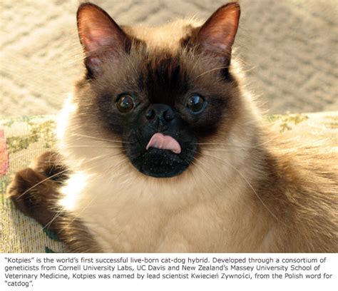 Technically, cats can eat corn. Cornell's Genetic Breakthrough Produces Cat-Dog Hybrid ...