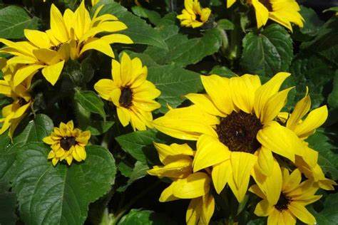 Dwarf Sunflowers A Care Guide For Gardeners
