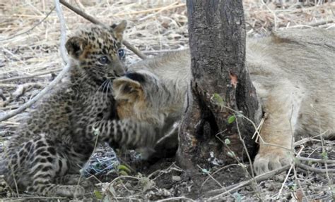 Lioness Mom Adopts Sick Leopard Cub And Raises Him As Her Own