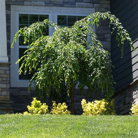 Weeping Extraordinaire Cherry Trees For Sale