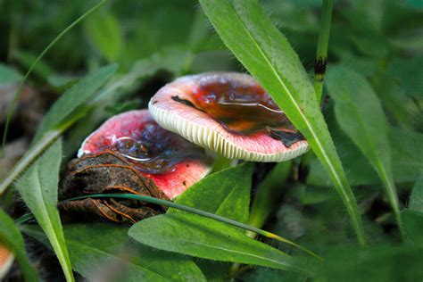 Minnesota Mushrooms Courtney Celley