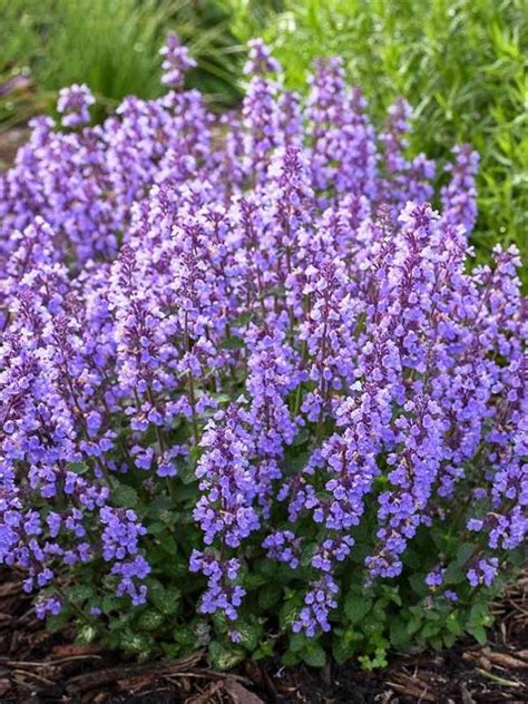 They came back this year twice the size. Nepeta Cat's Pajamas (Catmint) | Perennials, Flowers ...
