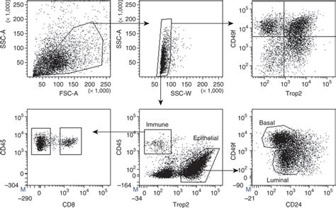 Gating Strategy To Purify Basal Luminal And Immune Cell Subsetsfacs