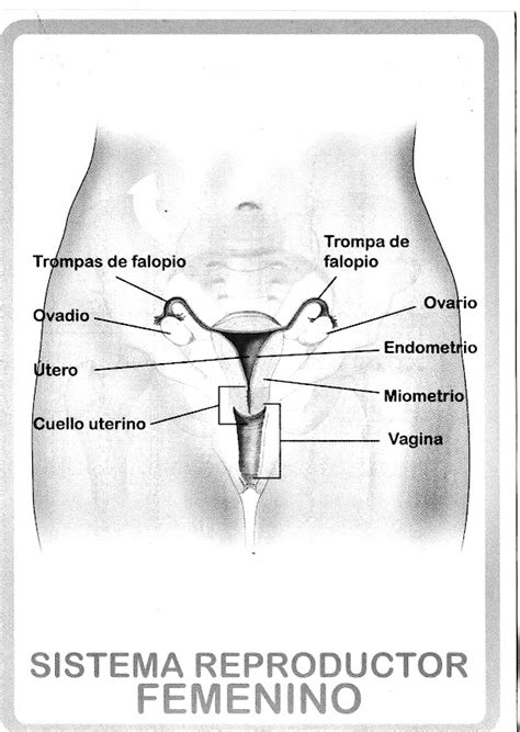 Pinto Dibujos Aparato Reproductor Femenino Para Colorear Porn Sex Picture