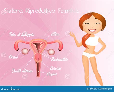 Female Reproductive System Royalty Free Stock Image Cartoondealer Com