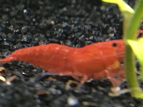 Help With Shrimp Sexing My Aquarium Club
