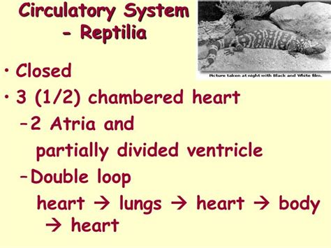 The atrium collects blood that has returned from the body and the ventricle pumps the blood to the gills where gas exchange occurs and the blood is. PPT - Circulatory System - Actinopterygii (bony fishes ...
