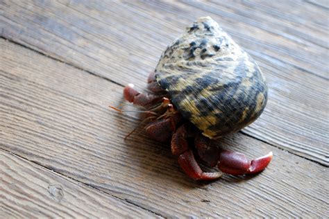 20 Facts About Hermit Crabs You Probably Didnt Know Echoes Of Lbi