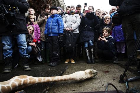 Marius the Giraffe Killed at Copenhagen Zoo | Others