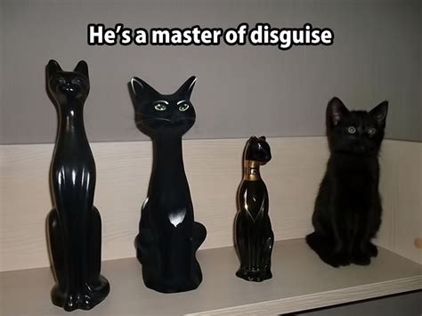 Stealth Kitten Cats