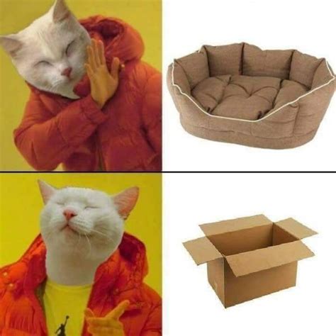 The Best Catman Memes Memedroid