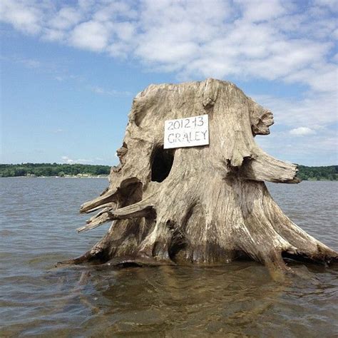 Hollowed Out Tree Stump Duck Blind In The Middle Of The