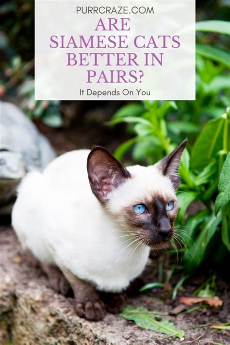 Why Most Siamese Cats Do Better In Pairs Purr Craze