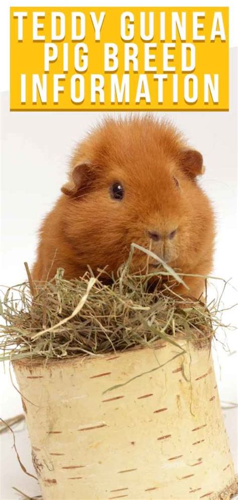 Teddy Guinea Pig Breed Information A Guide To Teddy Bear Guinea Pigs