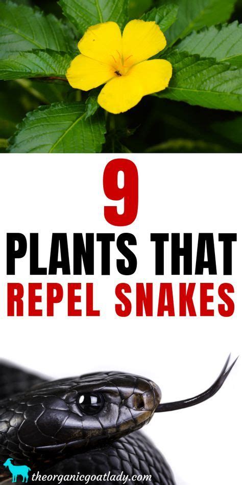 Grow it in full sun and moist soil. 9 Plants That Repel Snakes | Plants, Garden landscaping ...