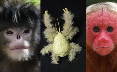 Los 12 Animales Más Raros Del Mundo