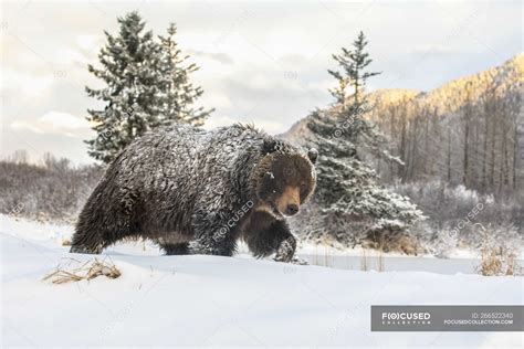 Grizzly Bear In The Snow At Wild Nature — Danger Travel Stock Photo