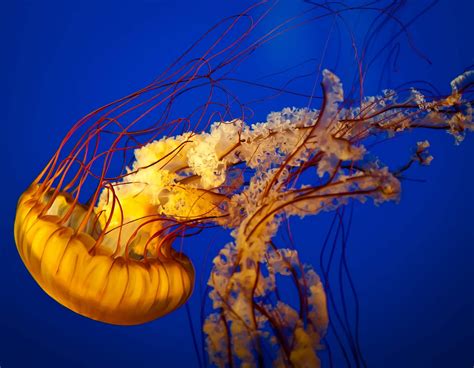Photo Of A Pacific Sea Nettle Jellyfish