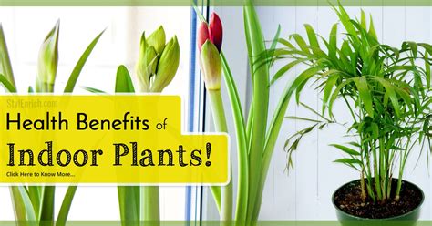 We'll take all the plants, please. Best Indoor Plants : Get Natural Air Purifiers in Your House!