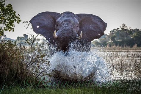 50 Best Wildlife Photography To Get Inspire The Wow Style