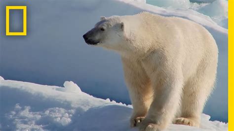 Polar Bear Encounter In Canadas High Arctic National Geographic