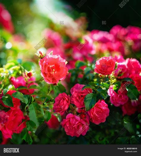 Beautiful Purple Roses Image And Photo Free Trial Bigstock