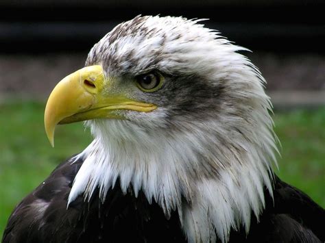 Bald Eagle Wallpapers | Fun Animals Wiki, Videos, Pictures ...