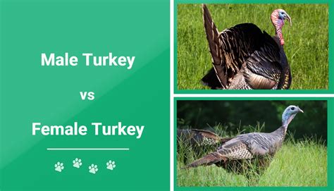 Male Vs Female Turkeys Key Differences With Pictures Pet Keen
