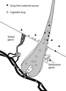 How drug tests measure for cocaine. Macujo Method Review: Best Way To Pass A Hair Follicle ...