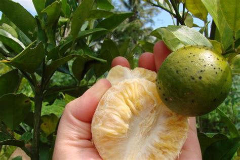 Citrus Greening Distribution Symptoms And Management Global Plant
