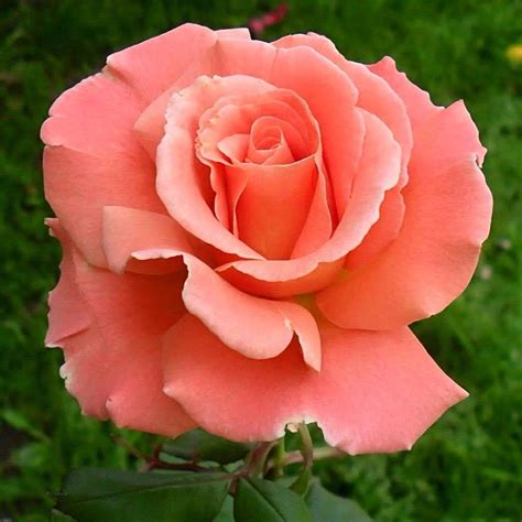 Beautiful Different Colour Roses Photofun4ucom