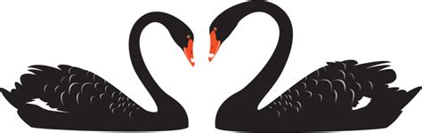 Clipart Of Two Black Swans Facing Each Other Sideon Stock Illustration