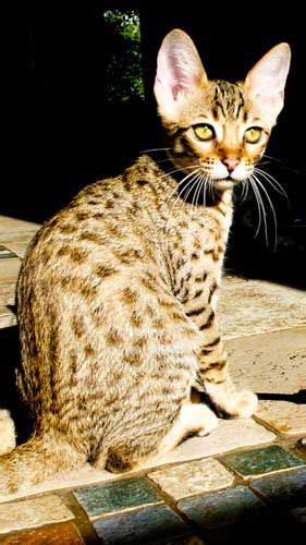 We take great pride in our breeding programs and the development of their personality! Savannah Cat Breeders - Savannah Cats, Bengal Cats For ...