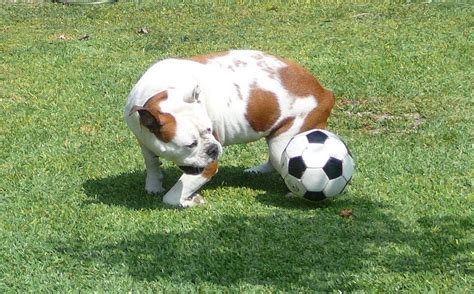 20 Funny Animals Playing Soccerfootball 20 Pics