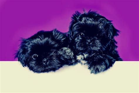 Blue Shih Tzu Everything About Adorable And Rare Shih Tzu Puppies