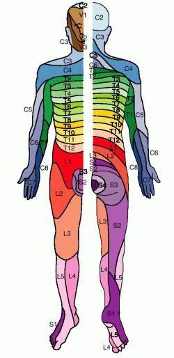 Dermatome Map Dr Bertagnoli Human Body Anatomy Yoga Anatomy Muscle
